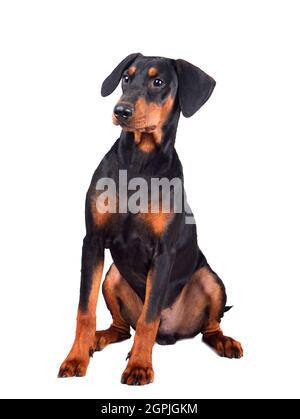 Sechs Monate alter, brauner und schwarzer deutscher Pinscher oder Dobermann Pinscher, der auf einer weißen Rückengraune sitzt Stockfoto