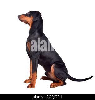 Sechs Monate alter, brauner und schwarzer deutscher Pinscher oder Dobermann Pinscher auf weißem Grund isoliert Stockfoto
