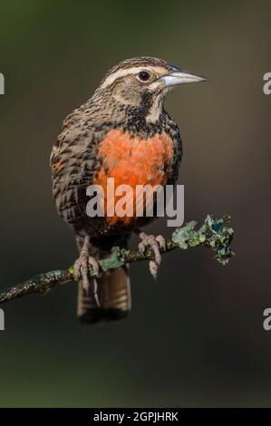 Seeadowlerche, Provinz La Pampa, Patagonien, Argentinien Stockfoto