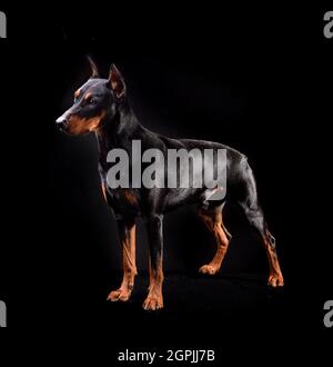 Braun-schwarzer deutscher Pinscher oder Dobermann Pinscher, isoliert auf schwarzem Hintergrund Stockfoto