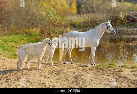 Weißes Pferd, das mit zwei schönen russischen Wolfhound-Hunden an einem Flussufer steht Stockfoto