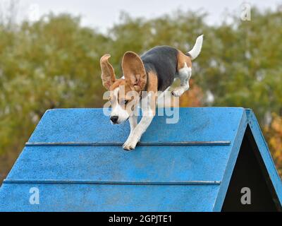 Tricolor Beagle beim Agility Training eines Hundes einen A-Rahmen klettern Stockfoto