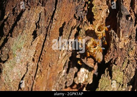 Stachellose Jataí-Bienen, die ihren Bienenstock auf einem Baumstamm aus Mata Atlantica, Brasilien, aufsteigen. Sein Honig ist sehr teuer, wegen der Seltenheit der Art, Stockfoto