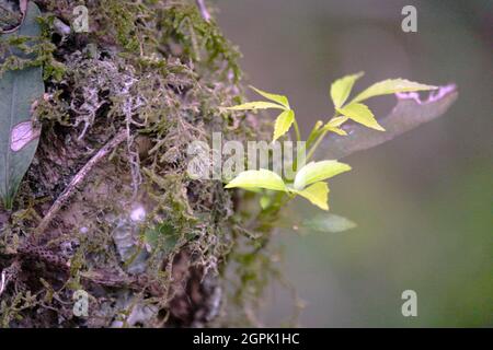 Der Frühling ist da und das Leben sprießt. Sprießen von Bäumen und anderen terrestrischen Epiphyten, die als Luftpflanzen bekannt sind. Stockfoto