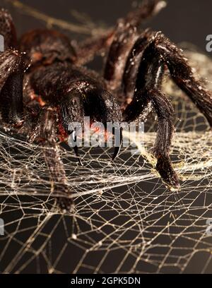 Große haarige Tarantula mit Reißzähne, die auf Spinnennetz hängen Stockfoto