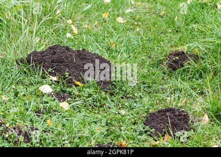 Maulwurfshügel im Gartenweg, Maulwurf-Problem Stockfoto