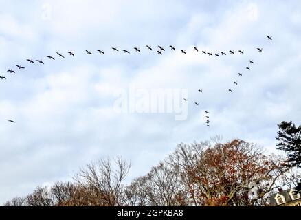 Kanadagänse (Branta canadensis) fliegen in V-Formation bei bewölktem Wetter. Speicherplatz kopieren. Stockfoto