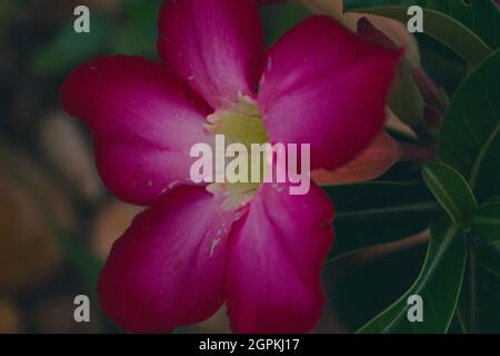 Zarte Blume von intensiven rosa Blütenblättern. Wüstenrose Blume der Tropen. Wilde Flora. Stockfoto