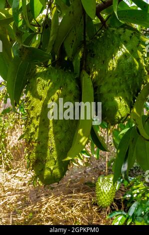 Zwei große reife Saursops, auch bekannt als Graviola oder Guanabana, hängen an einem Baum mit dichtem Laub. Stockfoto