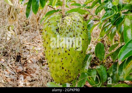 An einem Baum mit dichtem Laub hängt ein großer, reifer Sauerteig. Stockfoto