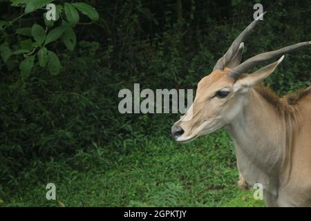 Eine schöne Antilope (Impala) mit zwei starken Hörnern auf dem grünen Gras in der Savanne. Stockfoto