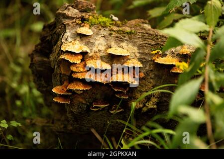 Eine Ansammlung von Plicaturopsis crispa, fächerförmigen Pilzen oder Pilzen, die allgemein als gecrimpte Kiemen oder Crispling bekannt sind und auf einem Baumstamm wachsen. Stockfoto