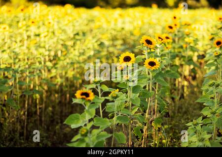 Ein Sonnenblumenfeld (Helianthus) in Lexington, Massachusetts, USA. Stockfoto