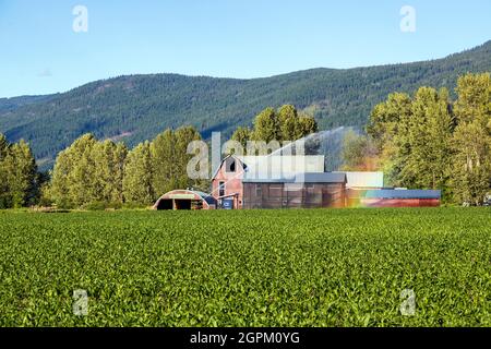 Ein Bewässerungsregner (auch bekannt als Wasserregner oder einfach ein Sprinkler) ist ein Gerät, das zur Bewässerung von landwirtschaftlichen Nutzpflanzen, Rasen, Landschaften und GO verwendet wird Stockfoto