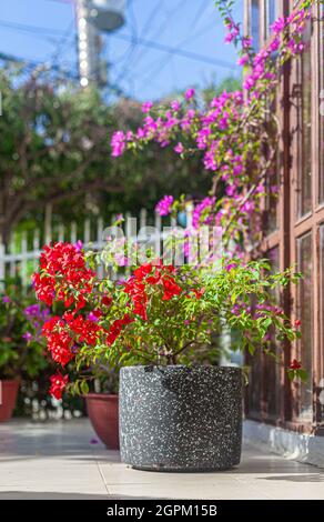 Farbenfroh blühende Pflanzen in Töpfen auf dem Vordeck, Cartagena de Indias, Kolumbien. Stockfoto