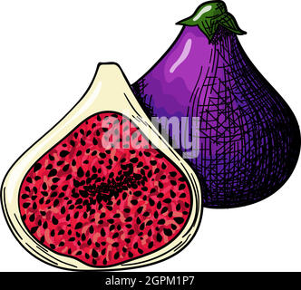 Symbol Der Feigenfrucht Stock Vektor