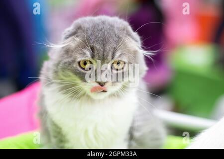 Niedliche Kätzchen züchten schottische Falte. Stockfoto