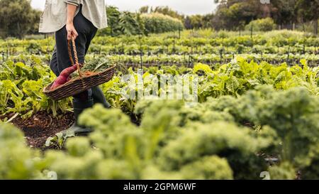 Nicht erkennbare junge Frau, die auf einem Bio-Bauernhof frisches Gemüse sammelt. Selbstnachhaltige Frau, die einen Korb mit frischen Produkten hält, während sie zu Fuß thr Stockfoto