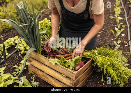 Frisch gepflücktes Gemüse anrichten. Nicht erkennbare Bio-Farmerin arrangiert auf ihrem Bauernhof eine Vielzahl von frischen Produkten in eine Kiste. Sie selbst nachhaltig zu gestalten Stockfoto