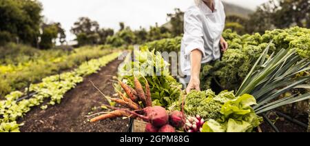 Anonymer Koch erntet frisches Gemüse auf einem landwirtschaftlichen Feld. Selbstständige Köchin, die eine Vielzahl frisch gepflückter Produkte zu einem serviert Stockfoto