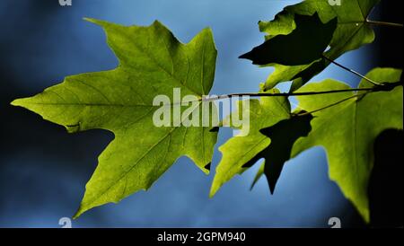 Schöne grüne Ahornbäume Blätter, bevor sie sich ihren Herbstfarben zuwenden. Stockfoto