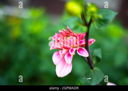 Dahlia expandierende Blume. Junge Blume. Stockfoto