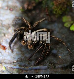 Schwarz-weiß gestreifte springende Spinne, die die Kamera anschaut und im Sonnenschirm steht und die Kamera mit ihren glänzenden Augen anschaut Stockfoto