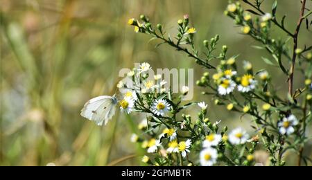 Ein kohlweißer Schmetterling, der nach Nektar von Frost Aster Wildblume sucht, blüht. Stockfoto