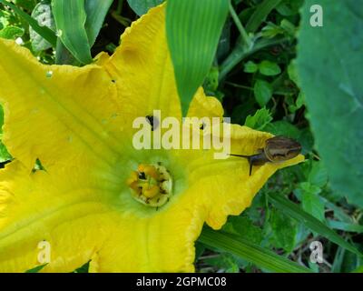 Schnecke auf Kürbisblüte in Blüte, Gelbblatt und Pistill sind voller Haare Stockfoto