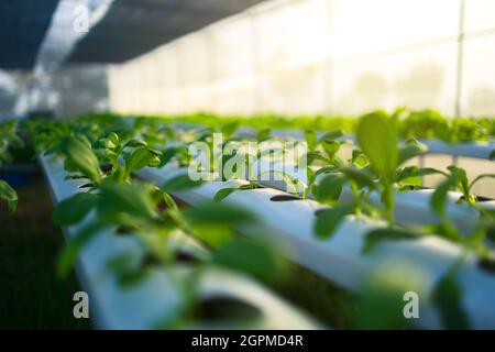 Organischer hydroponischer Gemüsegarten im Gewächshaus und Licht des Sonnenuntergangs. Stockfoto