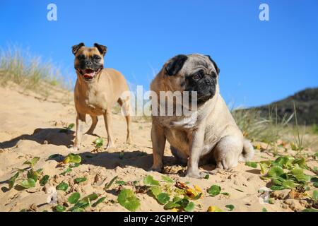 Zwei Moorhunde sitzen auf dem Sand in der Nähe von Pflanzen am Strand Stockfoto