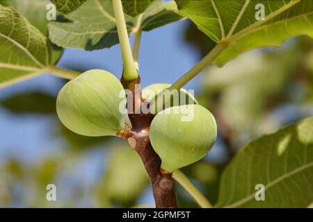 Die grünen Feigenfrüchte wachsen auf dem Baum im Garten Stockfoto