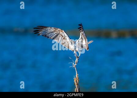 Fischadler (Pandion haliaetus), der auf einem alten Baum in Malibu Lagoon CA USA steht Stockfoto