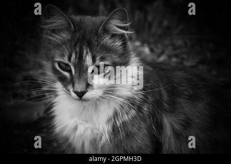 Eine flauschige streunende Katze mit sehr schönen Augen in schwarz und weiß. Stockfoto