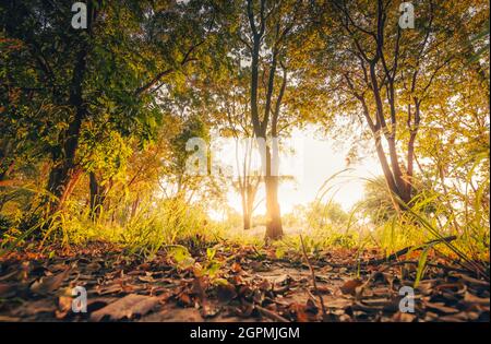 Sonnenuntergang hinter dem Baum im Wald. Natur- und Hintergrundkonzept. Stockfoto