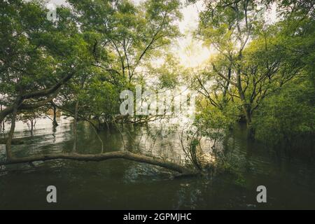 Mangrovenbäume entlang des grünen Wassers im Bach. Stockfoto