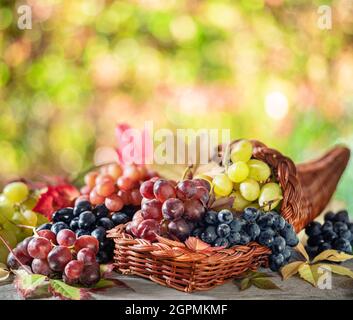 Trauben auf altem Holztisch und verschwommener farbenfroher Herbsthintergrund. Vielfalt an reifen, bunten Trauben als Symbol für herbstliche Füllhorn oder ab Stockfoto