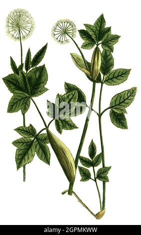 Angelica sylvestris, Angelica erratica podagraria, Varianten der Engelwurz, Phytanthoza iconographia, historische Pflanzenillustration aus dem um 1740 Stockfoto