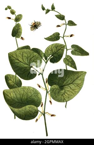 Aristolochia rotunda Vera, Rundhohlwurzel und Aristolochia longa vulgaris und Aristolochia pistolochia dicta, Pfeifenblume, Phytanthoza iconographia, Stockfoto