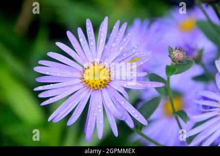 Lila/lila/Mauve farbige Aster „Michaelmas Daisies“ Blumen, die in den Grenzen von RHS Garden Bridgewater, Worsley, Greater Manchester, Großbritannien, angebaut werden Stockfoto