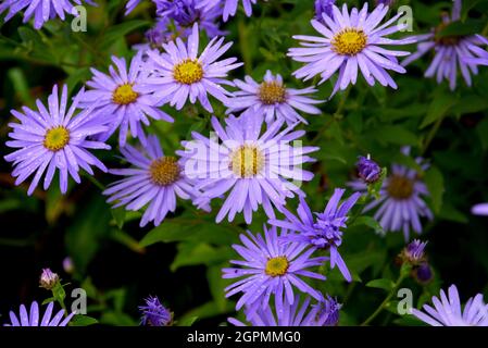 Lila/lila/Mauve farbige Aster „Michaelmas Daisies“ Blumen, die in den Grenzen von RHS Garden Bridgewater, Worsley, Greater Manchester, Großbritannien, angebaut werden Stockfoto