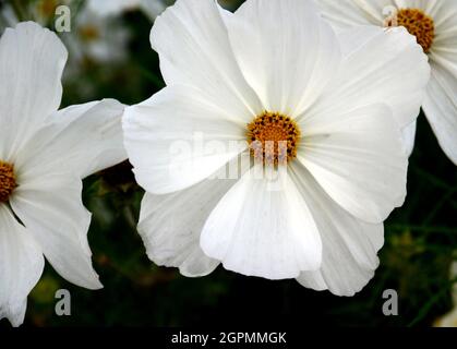 Cosmos Bipinnatus 'Sonata White' Blumen, die in den Grenzen von RHS Garden Bridgewater, Worsley, Greater Manchester, Großbritannien, angebaut werden Stockfoto