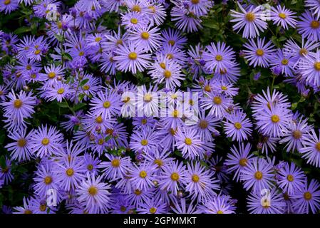 Lila/lila/Mauve farbige Aster „Michaelmas Daisies“ Blumen, die in den Grenzen von RHS Garden Bridgewater, Worsley, Greater Manchester, Großbritannien, angebaut werden Stockfoto