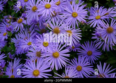 Lila/lila/Mauve farbige Aster „Michaelmas Daisies“ Blumen, die in den Grenzen von RHS Garden Bridgewater, Worsley, Greater Manchester, Großbritannien, angebaut werden Stockfoto