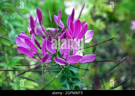 Purple Cleome hassleriana 'Violet Queen' (Spider Flower) wird in den Grenzen von RHS Garden Bridgewater, Worsley, Greater Manchester, Großbritannien, angebaut. Stockfoto