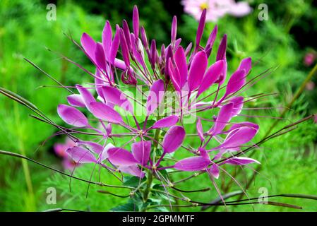 Purple Cleome hassleriana 'Violet Queen' (Spider Flower) wird in den Grenzen von RHS Garden Bridgewater, Worsley, Greater Manchester, Großbritannien, angebaut. Stockfoto