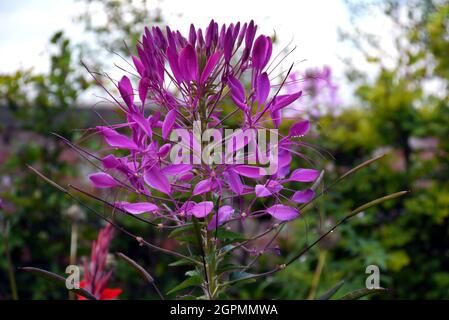 Purple Cleome hassleriana 'Violet Queen' (Spider Flower) wird in den Grenzen von RHS Garden Bridgewater, Worsley, Greater Manchester, Großbritannien, angebaut. Stockfoto