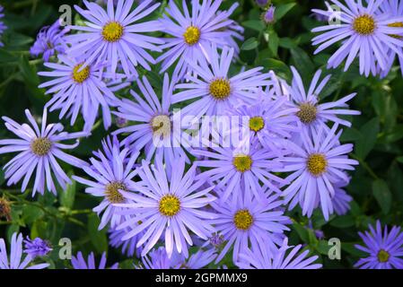 Lila/lila/Mauve farbige Aster „Michaelmas Daisies“ Blumen, die in den Grenzen von RHS Garden Bridgewater, Worsley, Greater Manchester, Großbritannien, angebaut werden Stockfoto