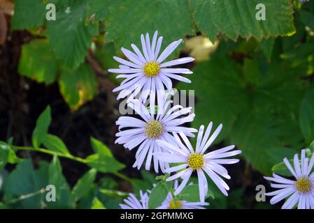 Lila/lila/Mauve farbige Aster „Michaelmas Daisies“ Blumen, die in den Grenzen von RHS Garden Bridgewater, Worsley, Greater Manchester, Großbritannien, angebaut werden Stockfoto