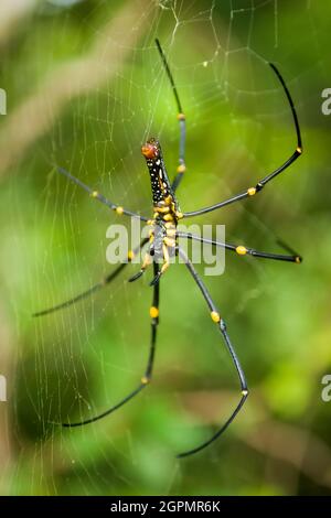 Eine Golden Orb-Weaver Spinne (Nephila maculata) im Sai Kung West Country Park, New Territories, Hong Kong Stockfoto